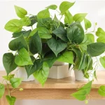 Waipfaru Faux Plants 3set